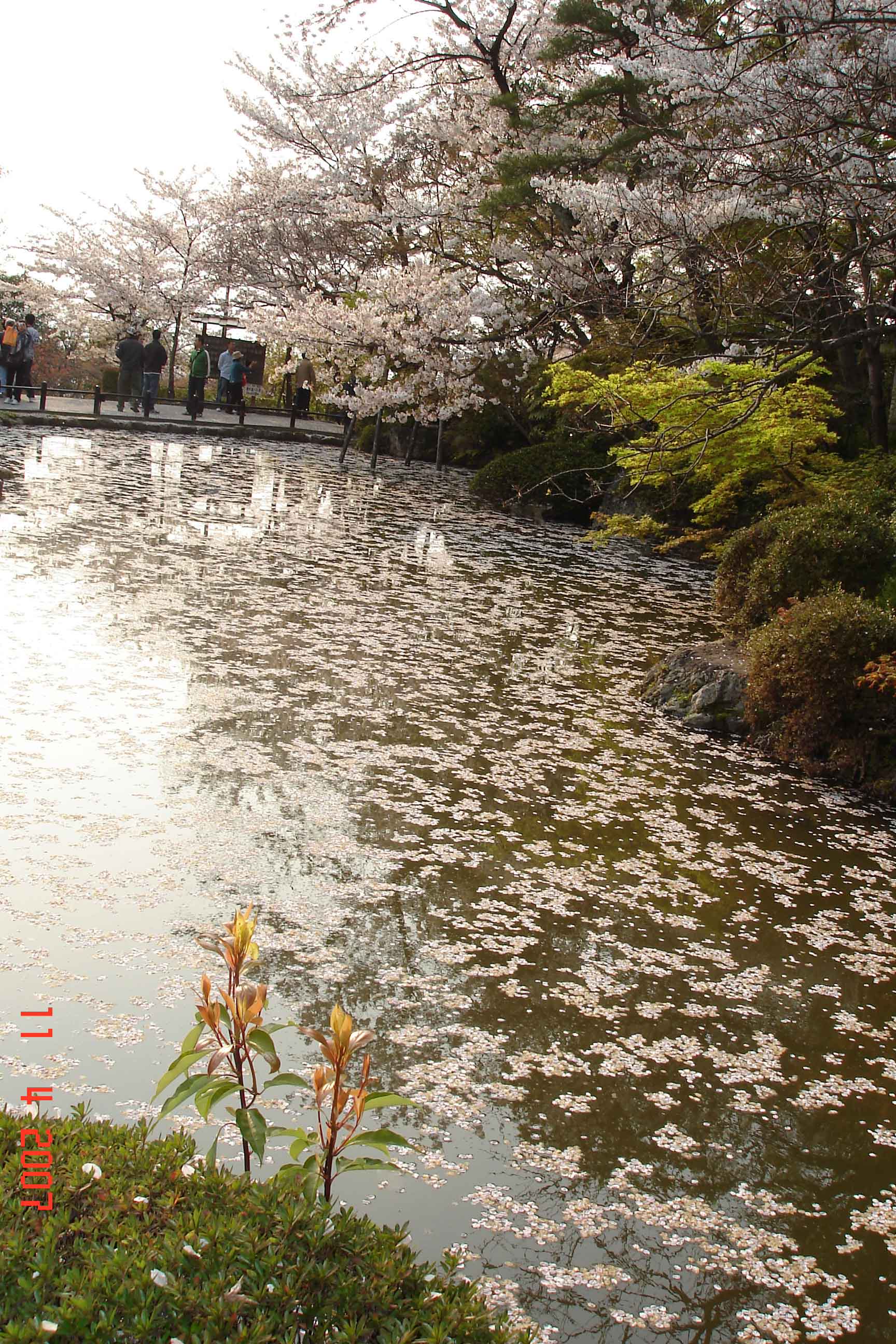 Kiyhomizu-Pond covered in pink petals and reflections, beautiful. 