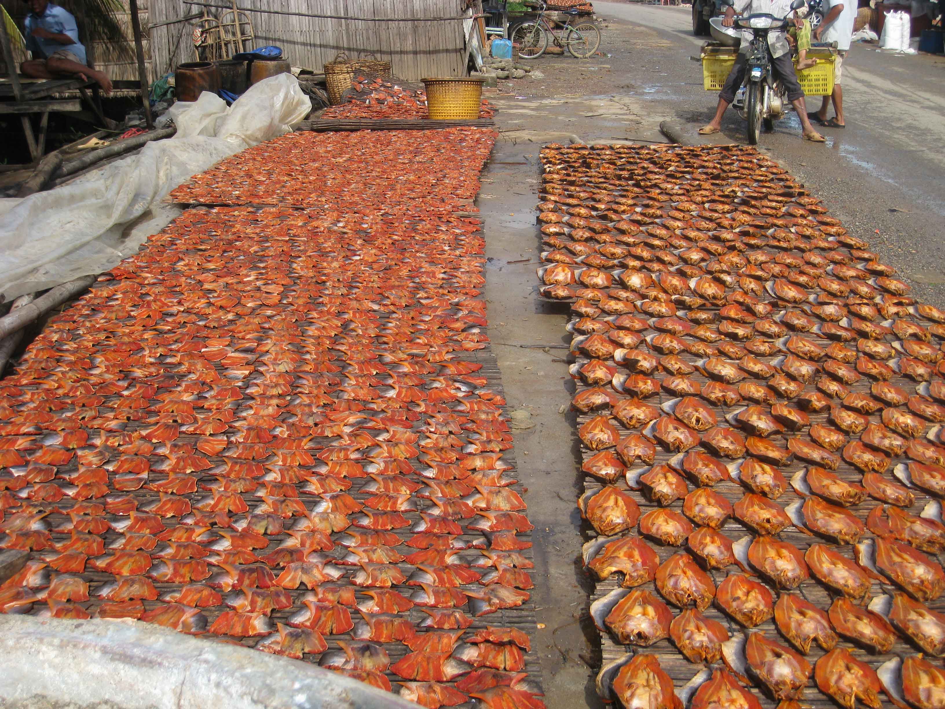 Drying Fish-2-the Provision of Battambang