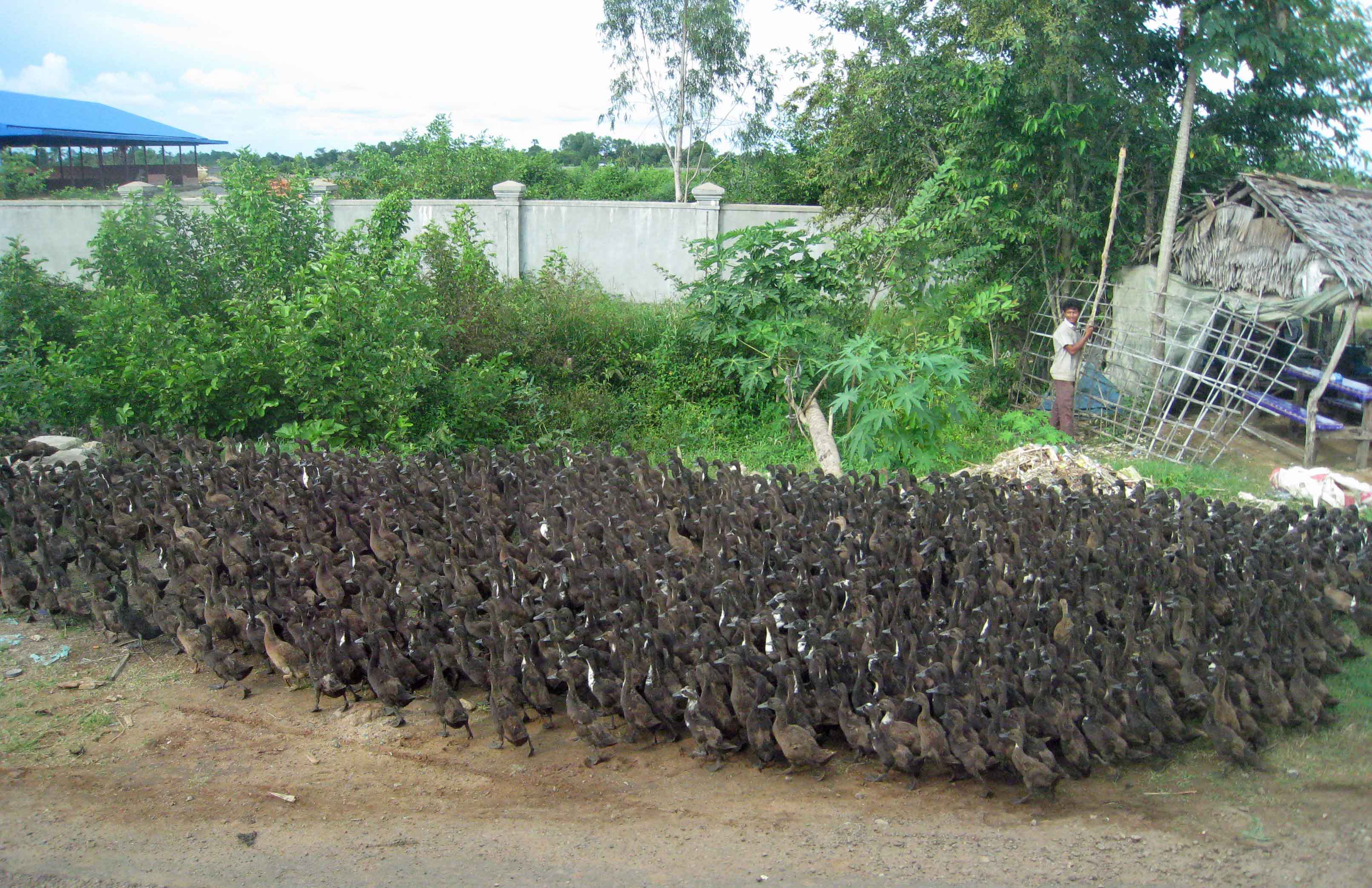 Herd-of-Ducks-Rural Countryside the Province of Battambang