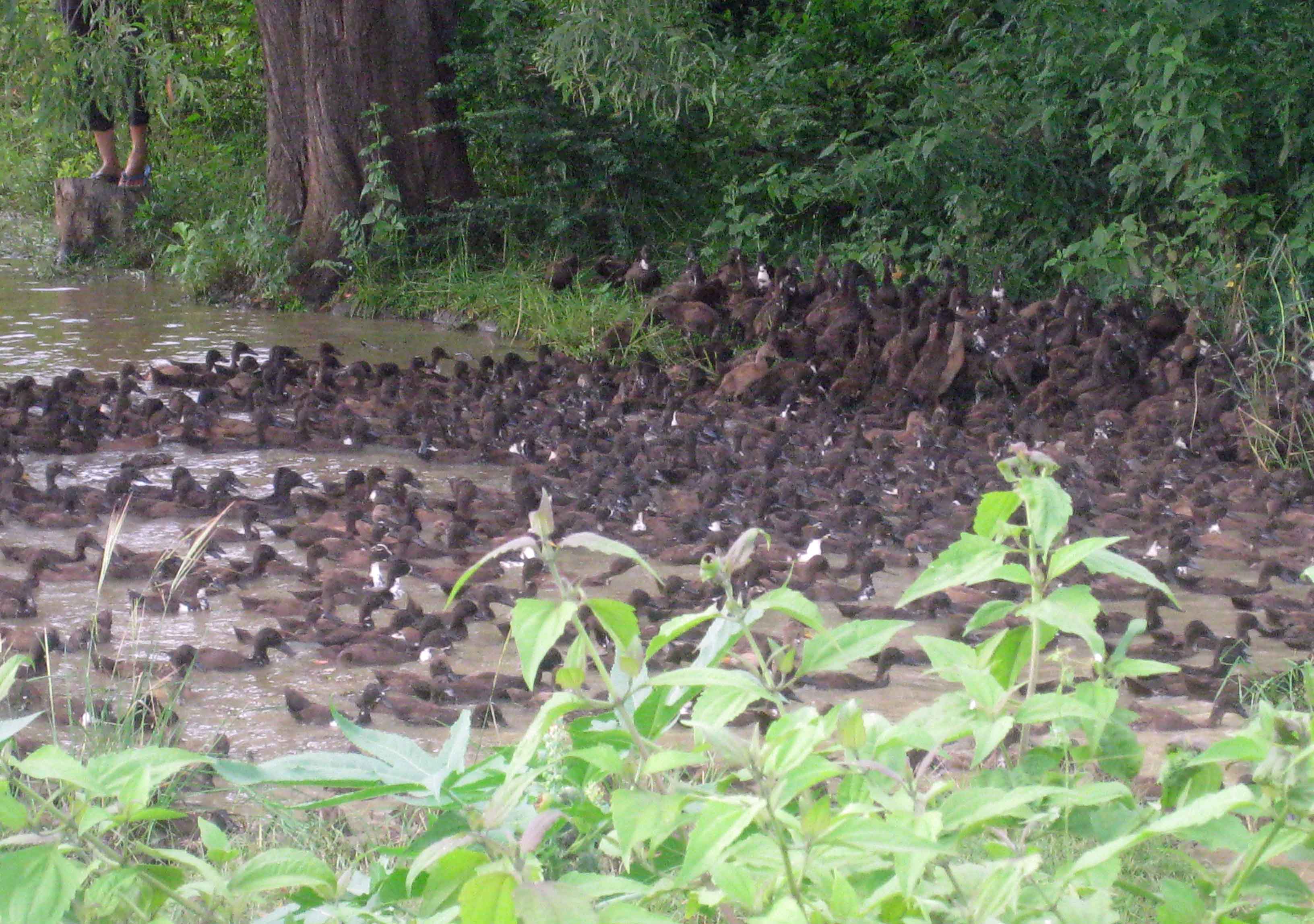 Herd of Ducks - rural countryside - Province of Battambang