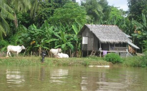 Cows on River bank