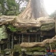 Giant Strangler Fig crushes Gallery|Ta Prohm