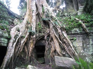  giant tree roots, collapsing and distorting temple ruins-Ta Prohm