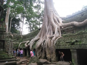 Ta Prohm gallery gripped in a crushing vice of giant tree roots