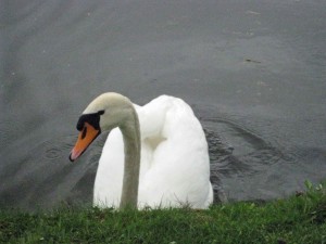 White swans-Palace Ponds- Munich Romantic Road 