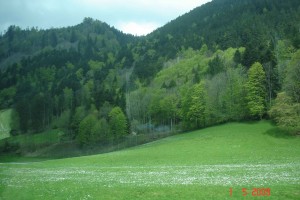 TriburgGreenfields-forest