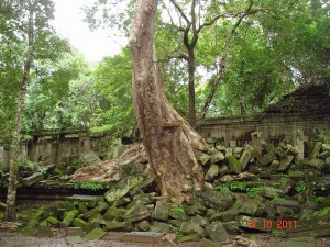 Tree-rubble