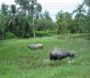 Sightseeing - Siem Reap