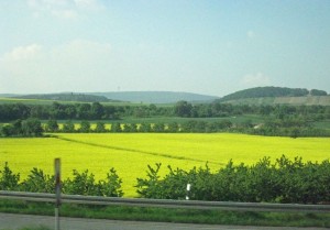 rapeseed