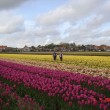 Heiloo – Tulip Fields – Holland|Netherlands