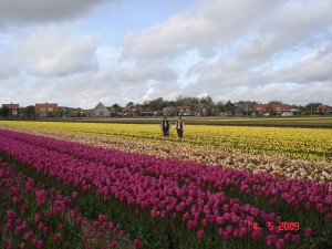 Tulip fields Heiloo Holland Netherlands