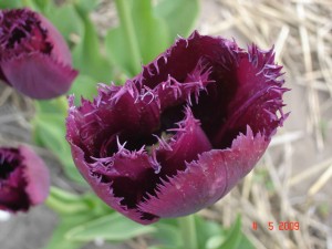 Tulip flower,Heiloo,tulip fields,Holland