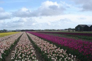 Heiloo, Tulip fields, Holland