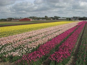 TulipFieldsM1