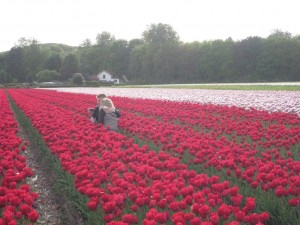 Heiloo Tullip Fields Holland