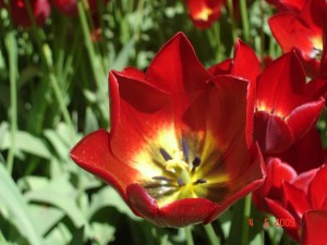 Tulip flower Keukenhof Holland 