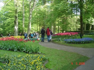Flower garden, Lisse,Tulip flower,tulip garden,Keukenhof