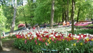 Flower garden, Lisse,Tulip flower,tulip garden,Keukenhof