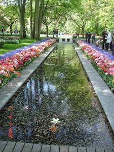 Flower garden, Lisse,Tulip flower,tulip garden,Keukenhof