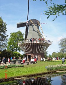 PolderMill,Flower garden, Lisse,Tulip flower,tulip garden,Keukenhof