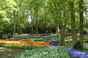 Flower garden, Lisse,Tulip flower,tulip garden,Keukenhof