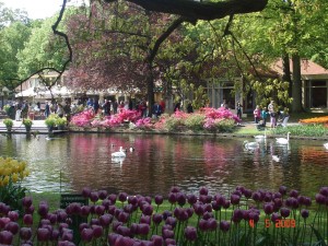 Flower garden, Lisse,Tulip flower,tulip garden,Keukenhof