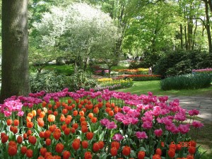 Flower garden, Lisse,Tulip flower,tulip garden,Keukenhof