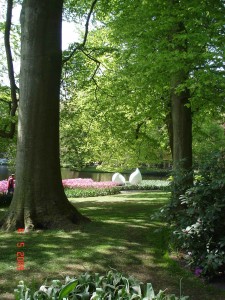 Flower garden, Lisse,Tulip flower,tulip garden,Keukenhof