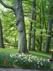 Flower garden, Lisse,Tulip flower,Keukenhof