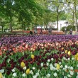 Keukenhof – Flower Garden, Lisse, Holland
