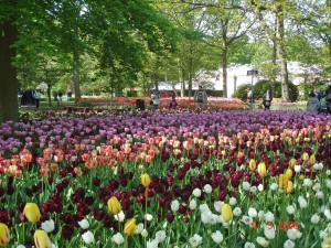 Flower garden, Lisse,Tulip flower,Keukenhof