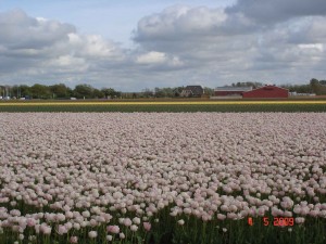 Pale Pink Tulips-Heiloo, Tulip Fields