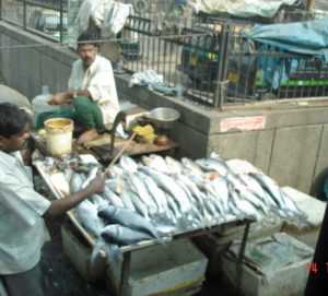 fresh fish New Delhi-Sights and Sounds India 