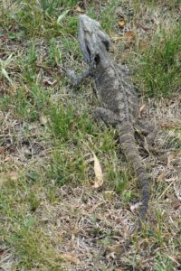 habitat,woodlands,woodland,bearded dragon,Toowoomba,Darling Downs,