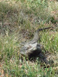 habitat,woodlands,woodland,bearded dragon,