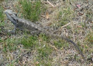 bearded dragon,woodlands,habitat,