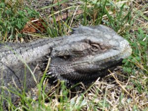 bearded dragon,habitat,woodlands,