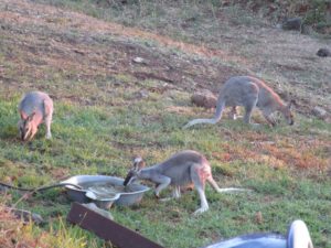 Wallabies feeding sunset Toowoomba Darling Downs