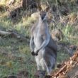 Whiptail Wallaby-Toowoomba-Darling Downs
