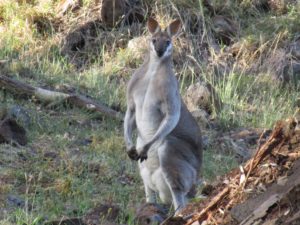 Wallaby Wallabies