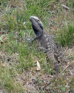 habitat,woodlands,bearded dragon,Toowoomba,Darling Downs,