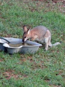 rednecked Wallaby-toowoomba-darling downs