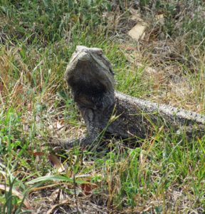 habitat,woodlands,woodland,bearded dragon,Toowoomba,Darling Downs,