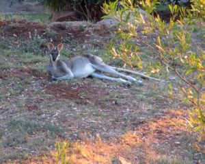 Buckresting&watchful