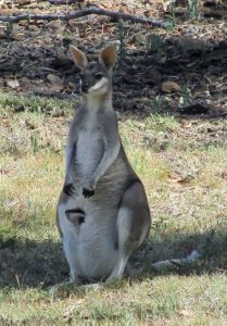 Wallaby - Doe with Joey safely hidden