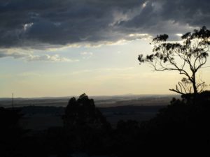 wallaby Toowoomba Darling Downs
