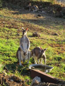 Wallaby bucks - habitat,woodlands,wallabies,toowoomba,